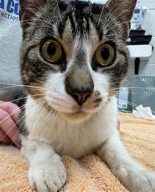 Enlarge HILLS, a Adoptable Domestic Short Hair in Peoria, IL image 1/1