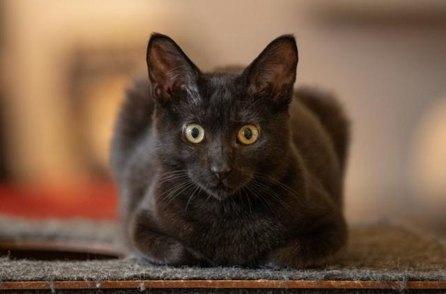 Enlarge Candle, a Adopted mixed breed in New York, NY image 1/1