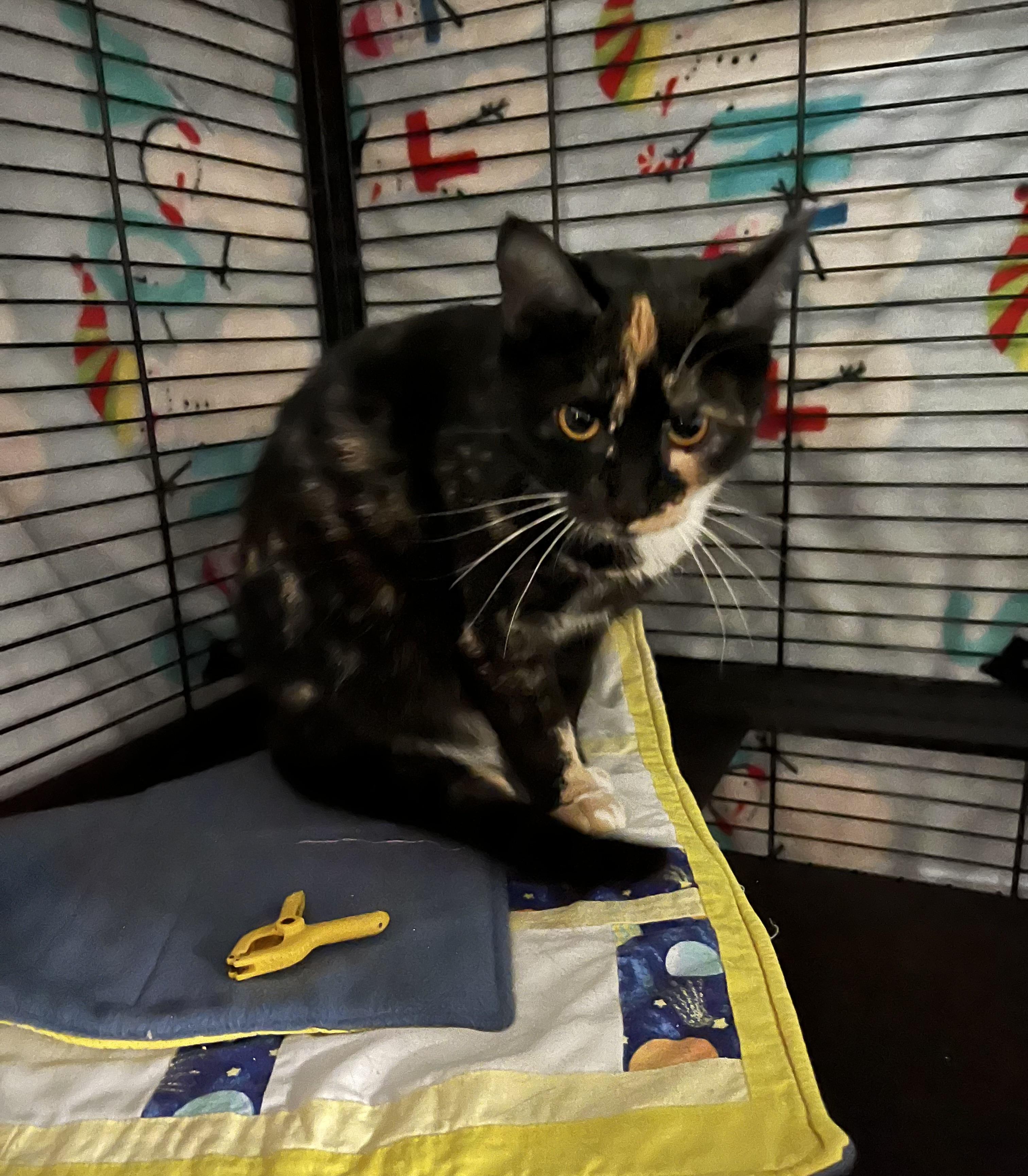 Margo, Adoptable, Kitten Female Domestic Short Hair.