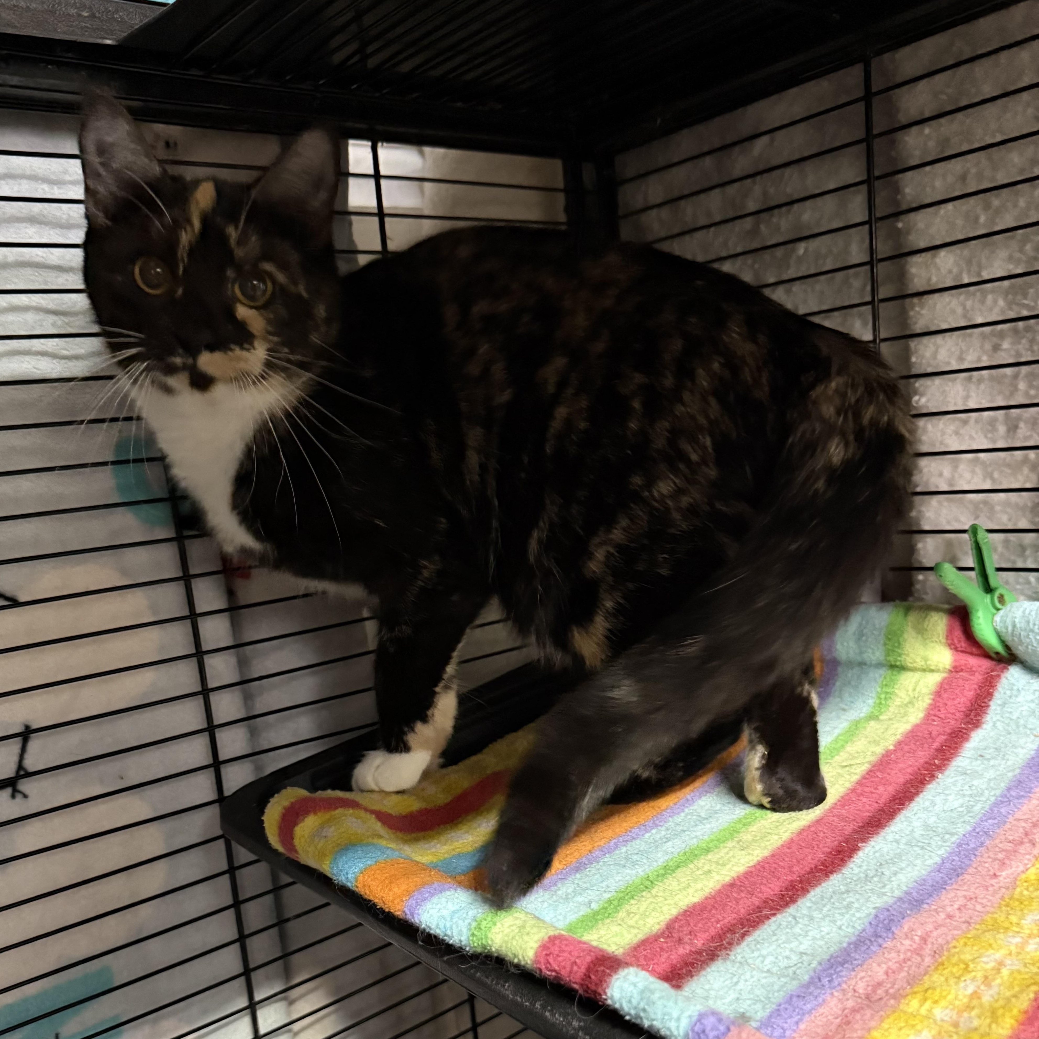 Margo, Adoptable, Kitten Female Domestic Short Hair.