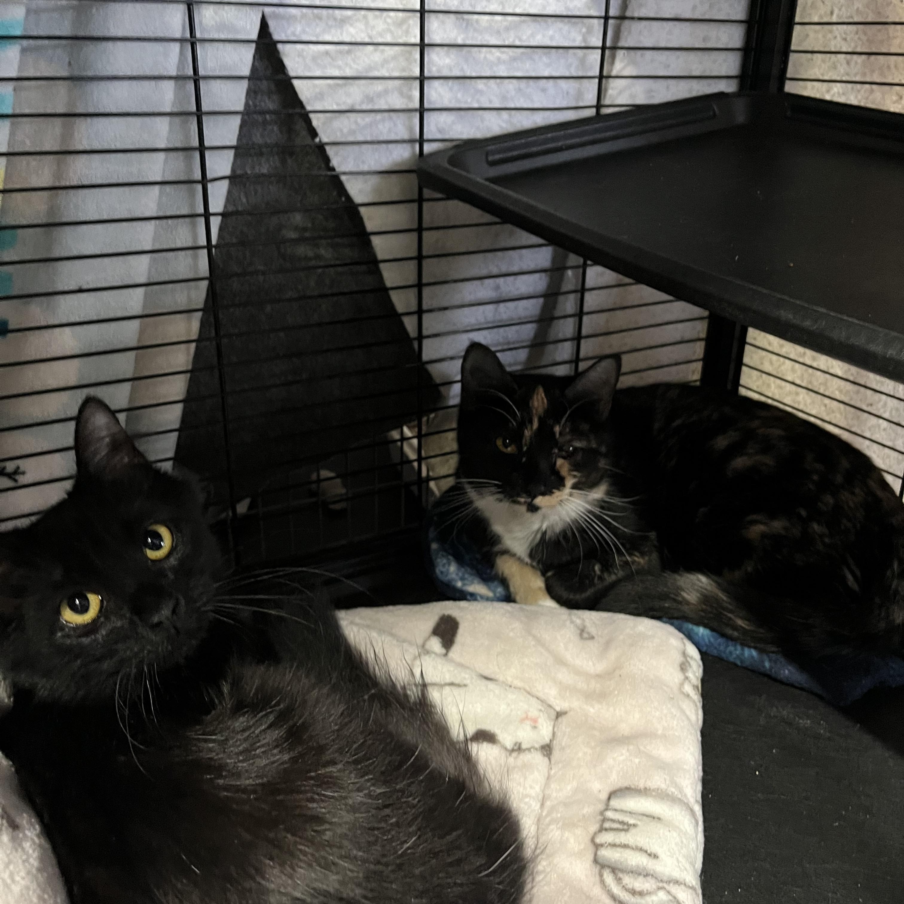 Margo, a Adoptable Domestic Short Hair in Cortland, NY image 2/2