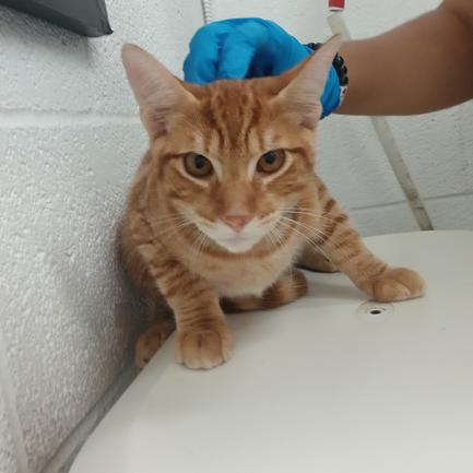 Cinnamon, Adoptable, Young Male Domestic Short Hair.