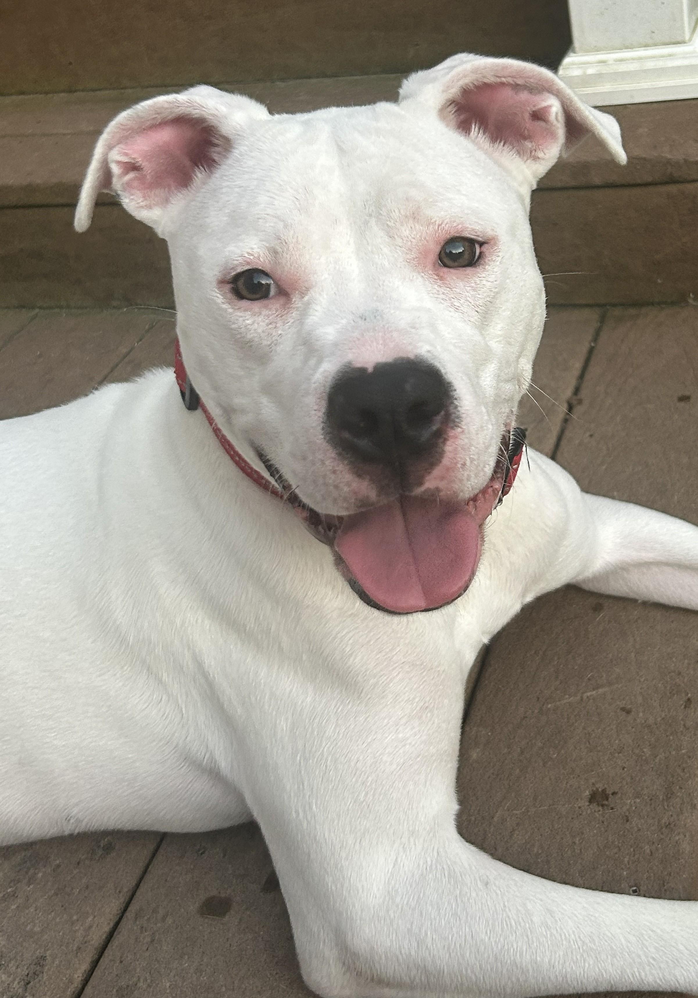 Bella Rose, a Adoptable mixed breed in Troy, MI image 1/6