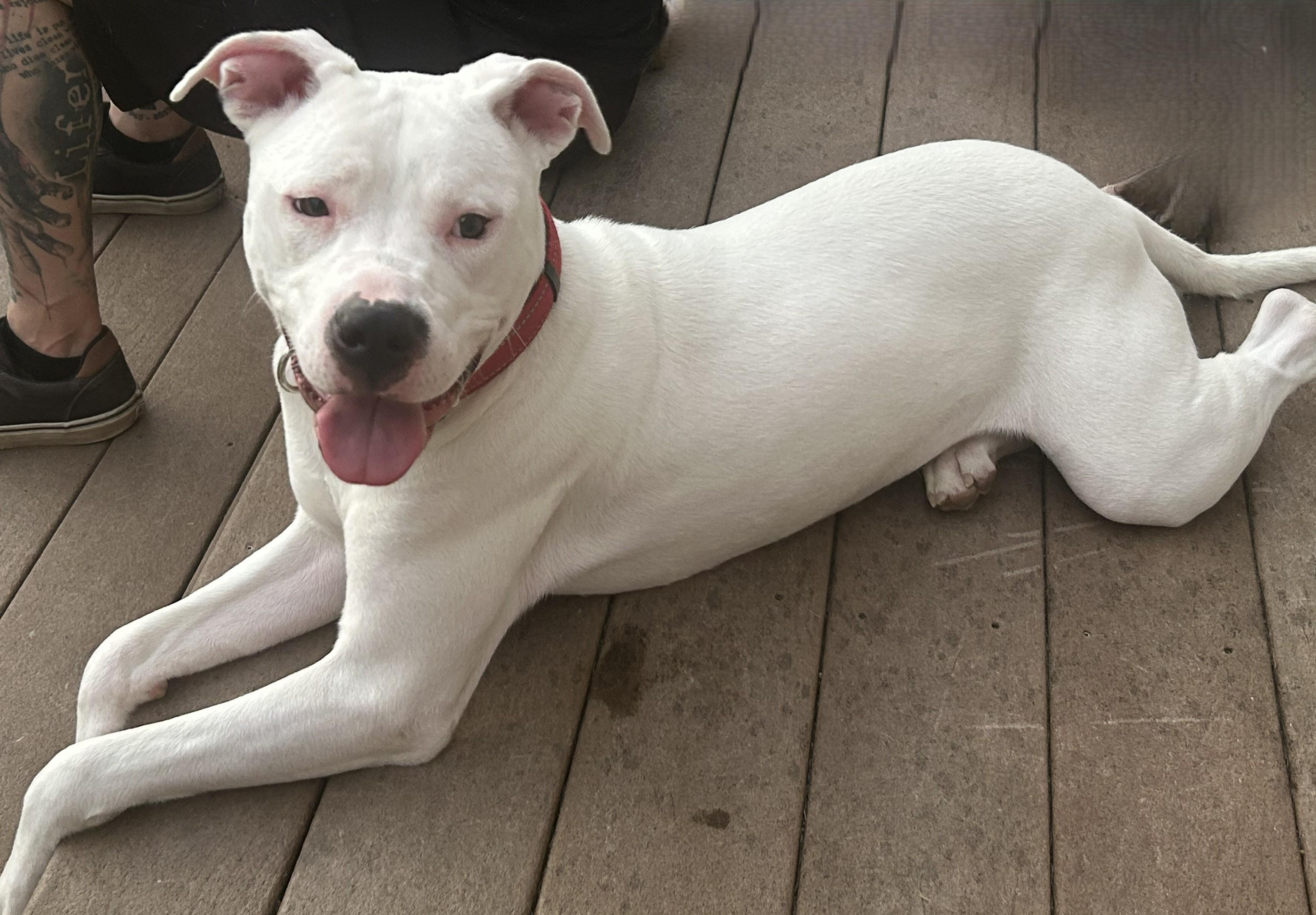 Bella Rose, a Adoptable mixed breed in Troy, MI image 2/6