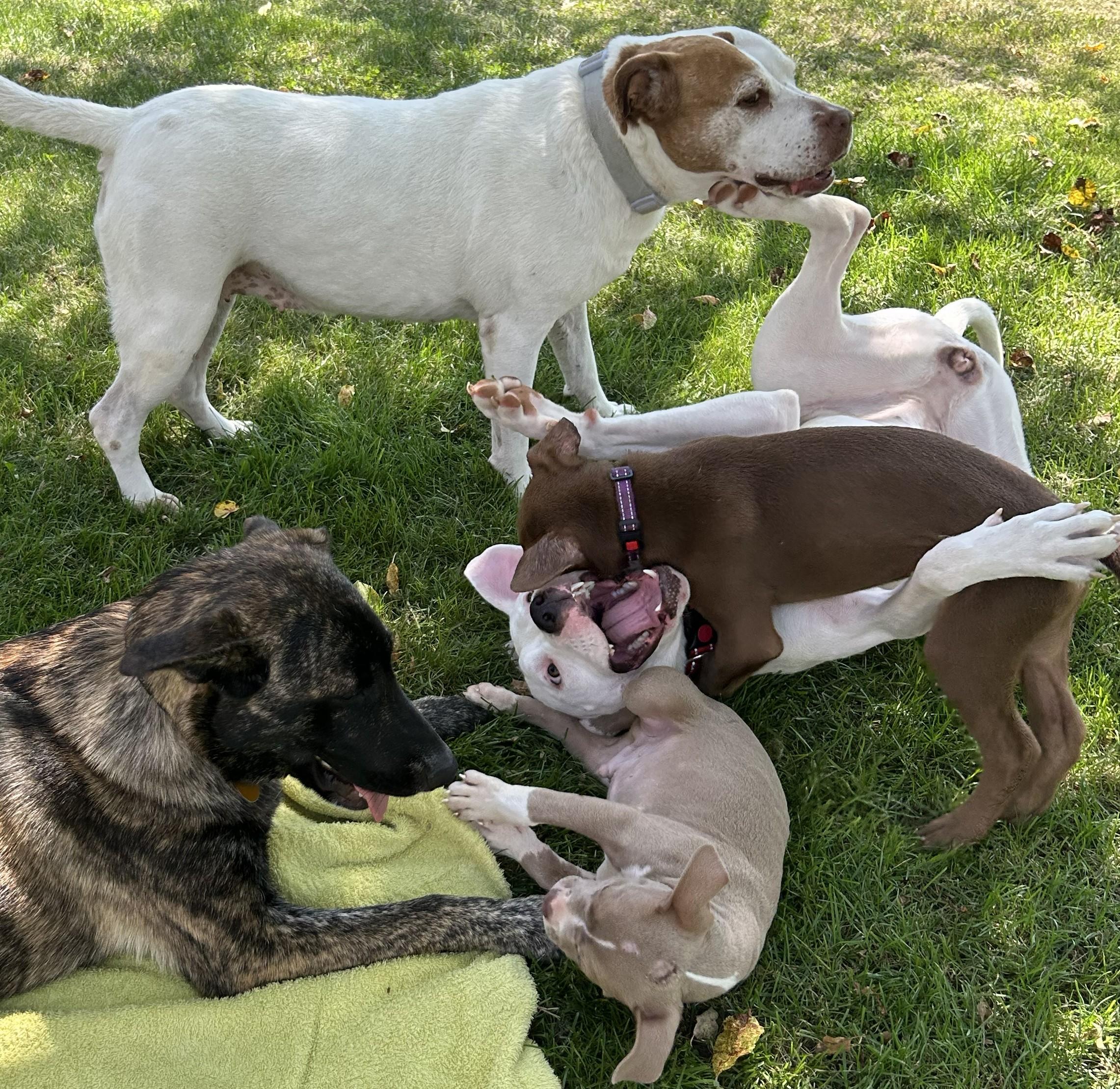 Bella Rose, a Adoptable mixed breed in Troy, MI image 4/6