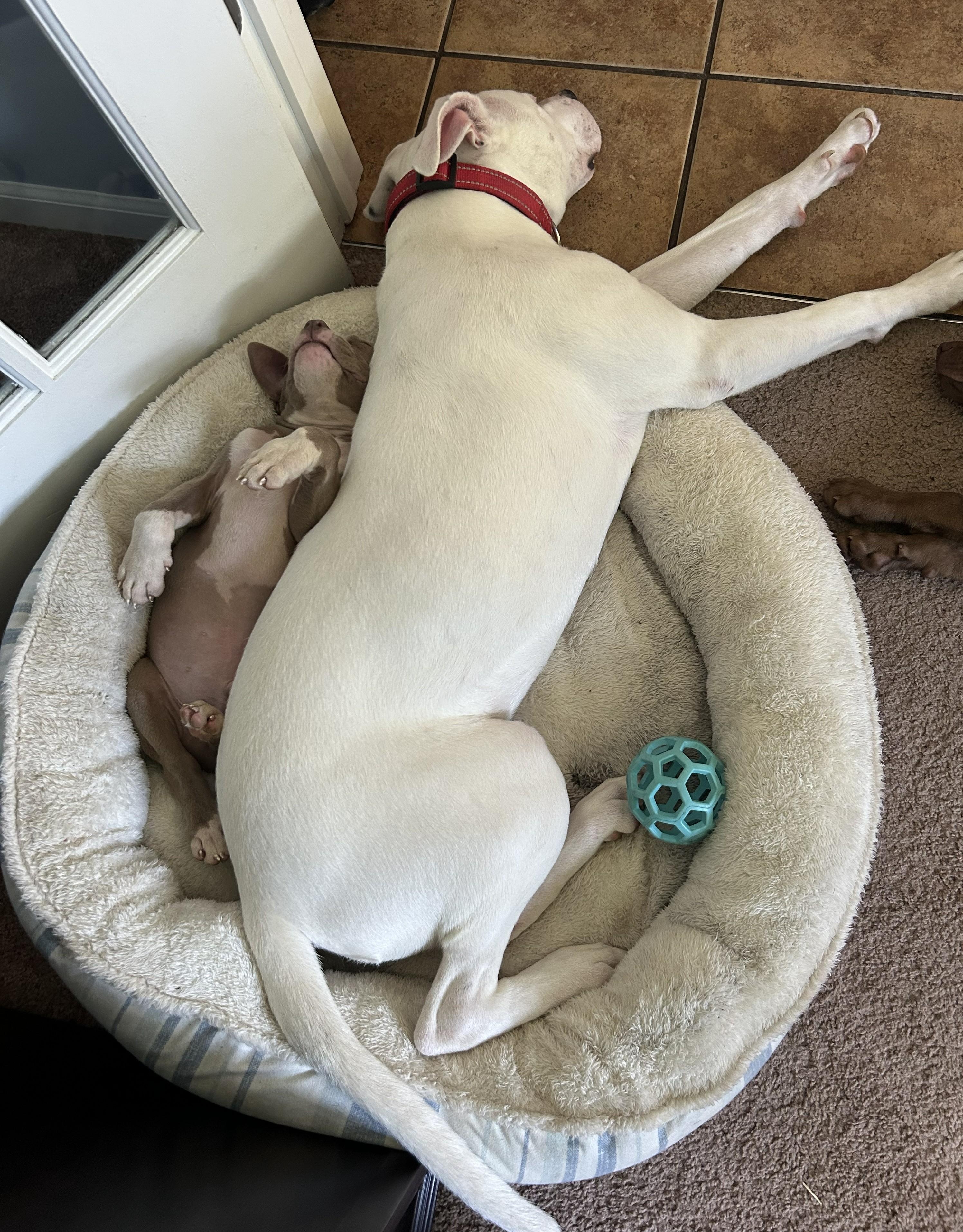 Bella Rose, a Adoptable mixed breed in Troy, MI image 5/6