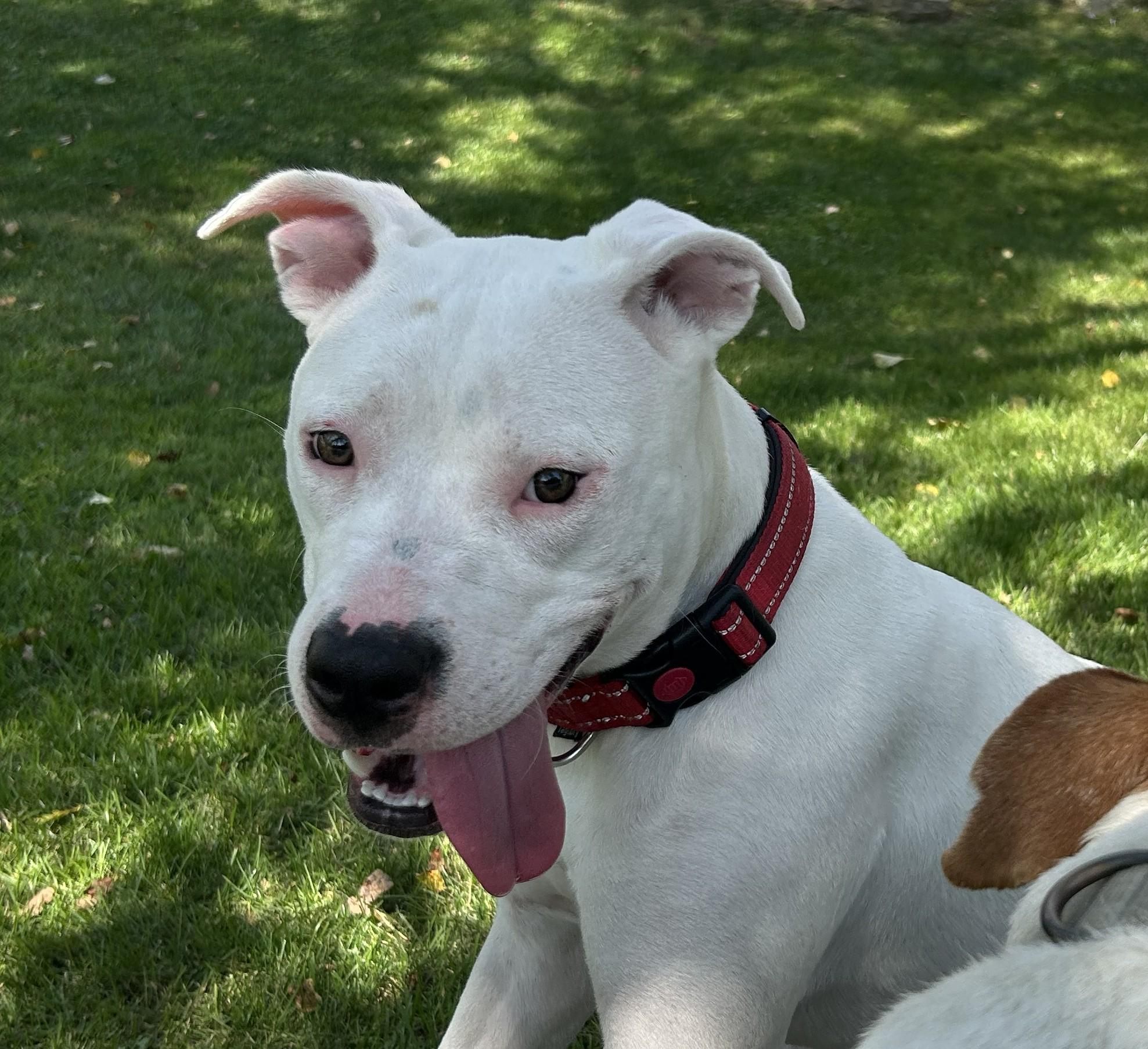 Bella Rose, a Adoptable mixed breed in Troy, MI image 6/6