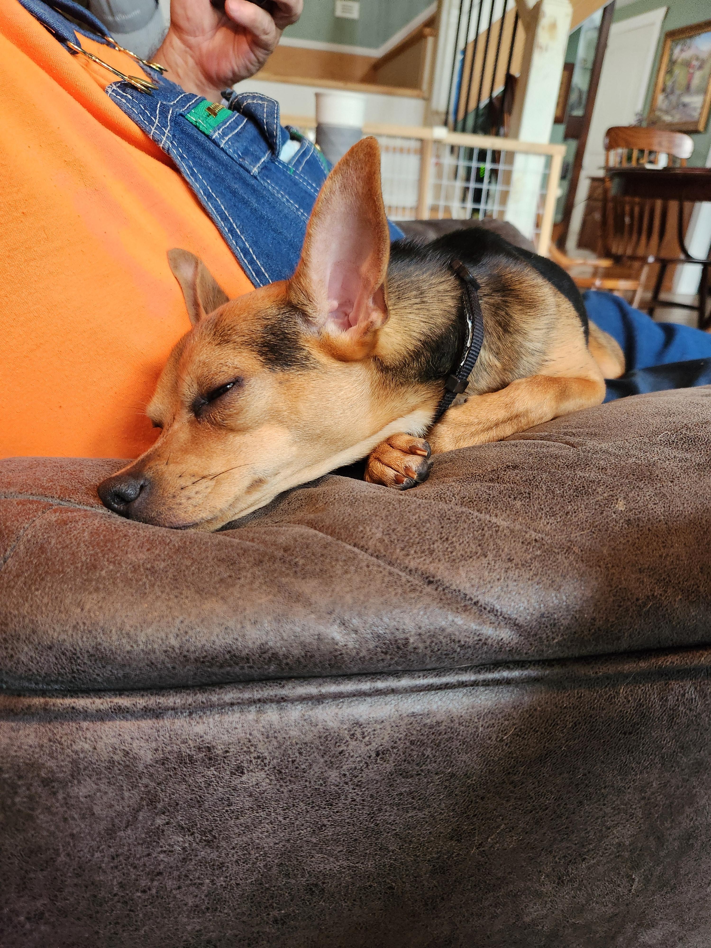 Enlarge Pepper *Courtesy Post*, a Adopted mixed breed in Durham, NC image 2/3