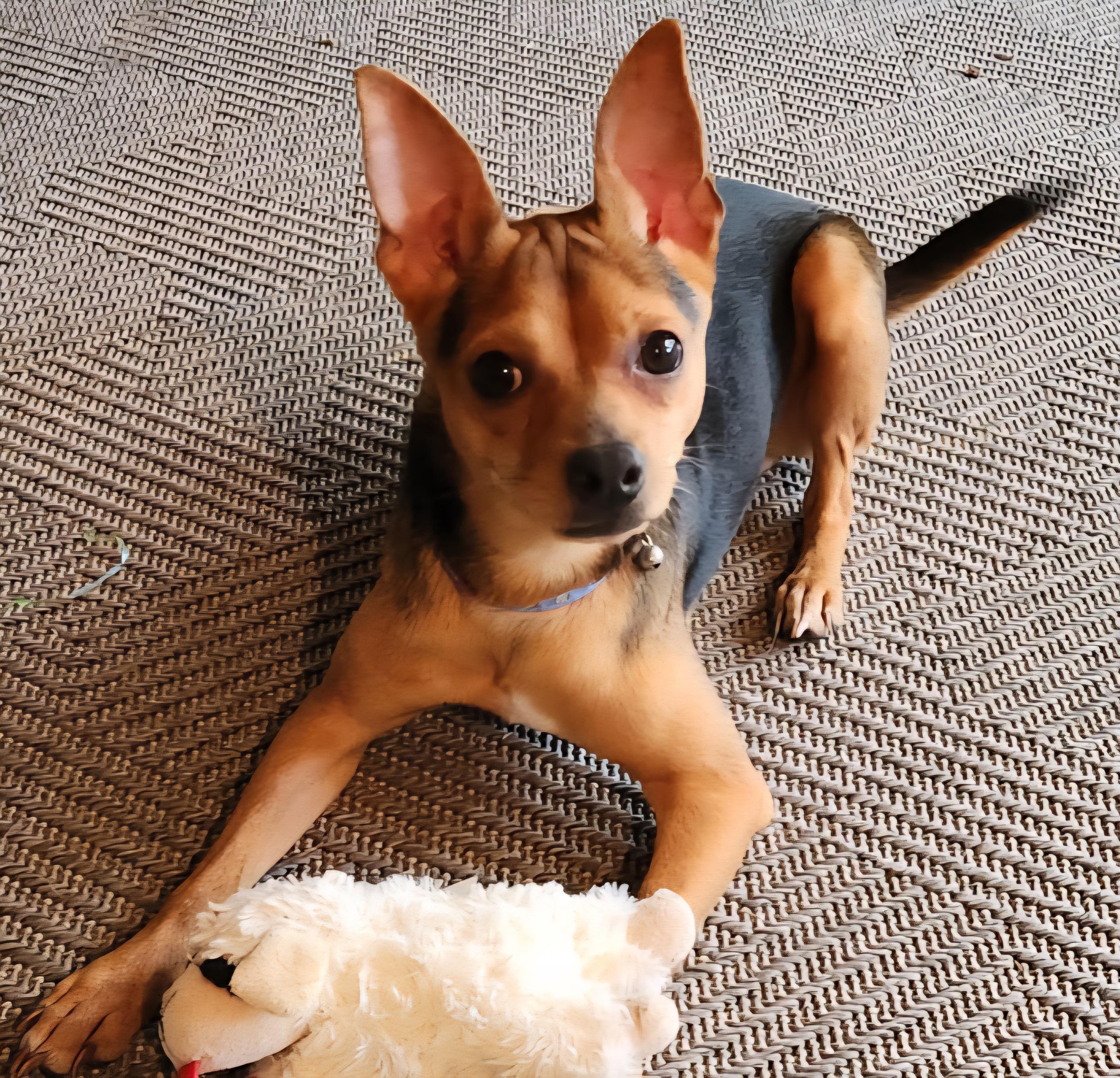 Enlarge Pepper *Courtesy Post*, a Adopted mixed breed in Durham, NC image 3/3