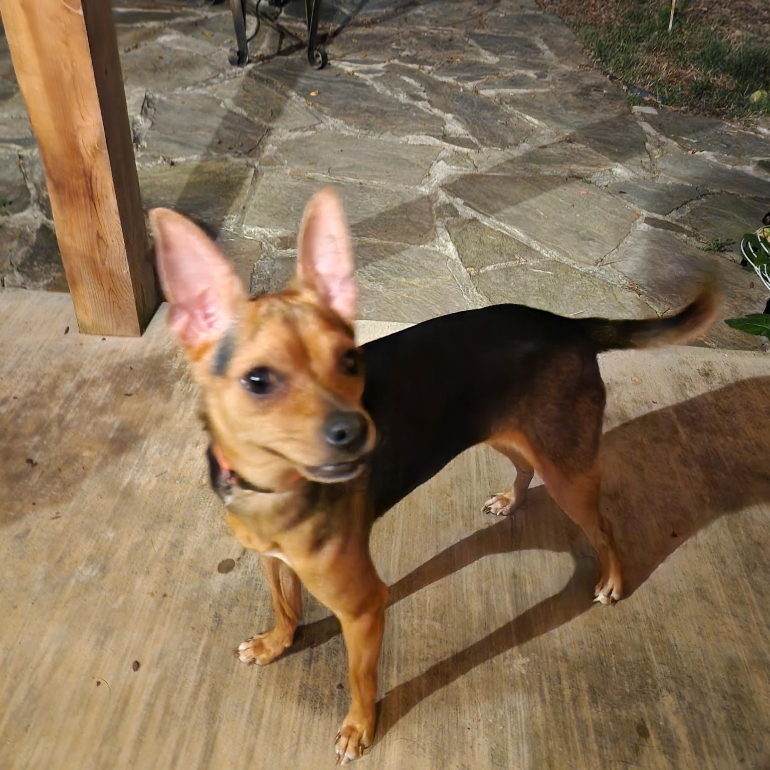 Pepper *Courtesy Post*, Adopted, Young Female Chihuahua & Miniature Pinscher.