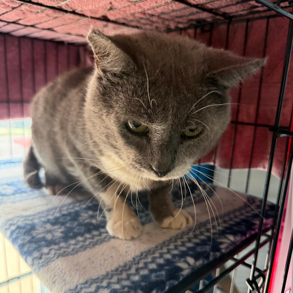 Ragnar, a Adoptable Domestic Long Hair in Marion, VA image 2/4
