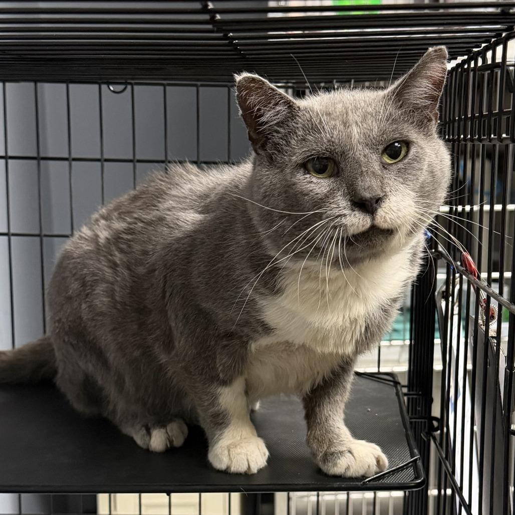 Ragnar, a Adoptable Domestic Long Hair in Marion, VA image 3/4