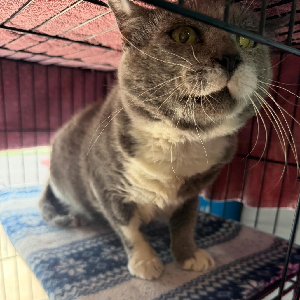 Ragnar, a Adoptable Domestic Long Hair in Marion, VA image 4/4