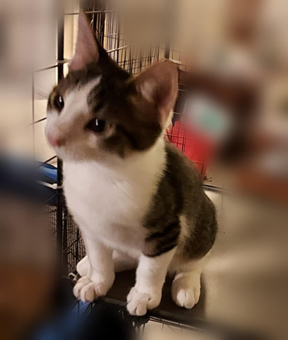 Frankie