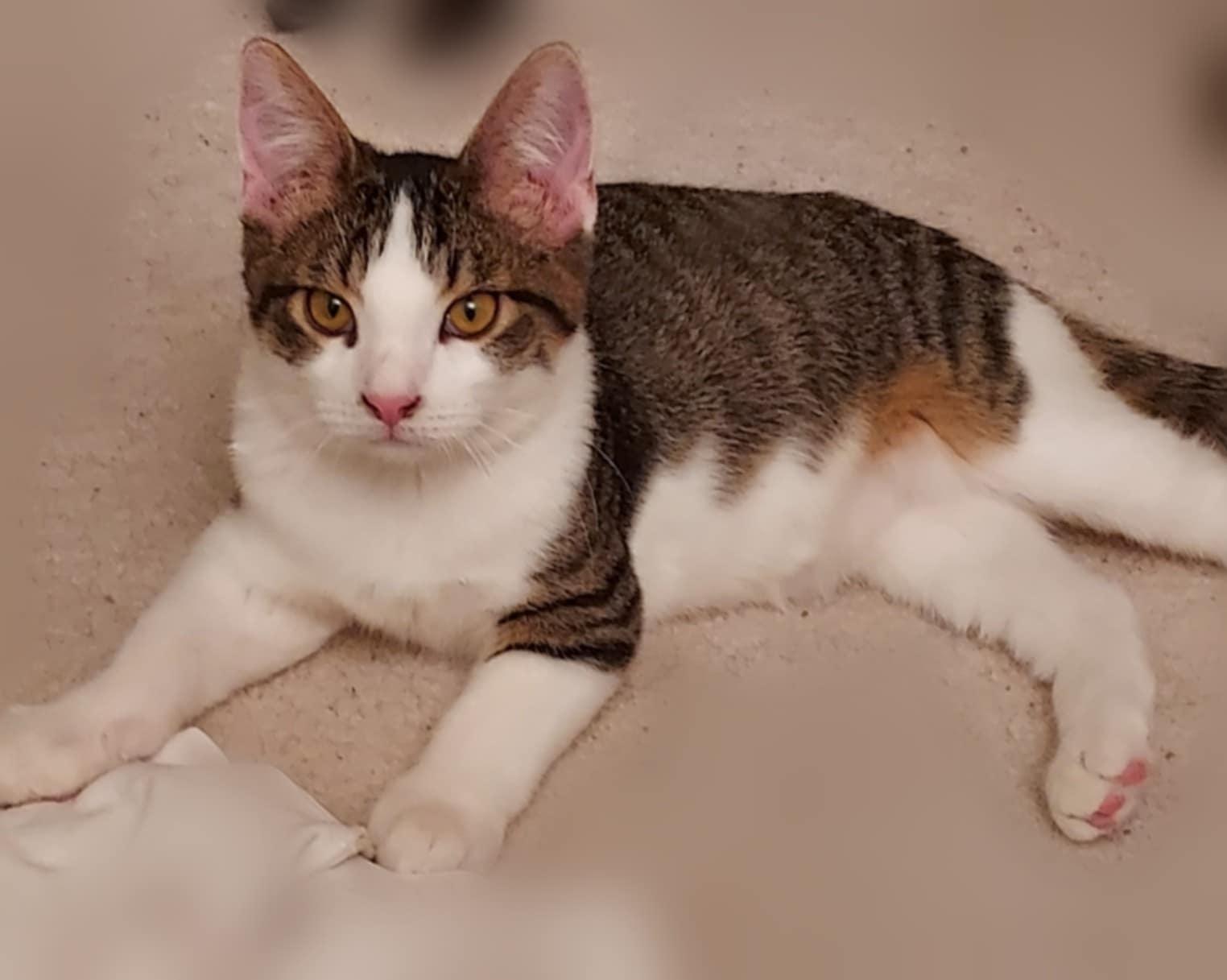 Frankie, an adoptable Domestic Short Hair in Colorado Springs, CO, 80918 | Photo Image 1