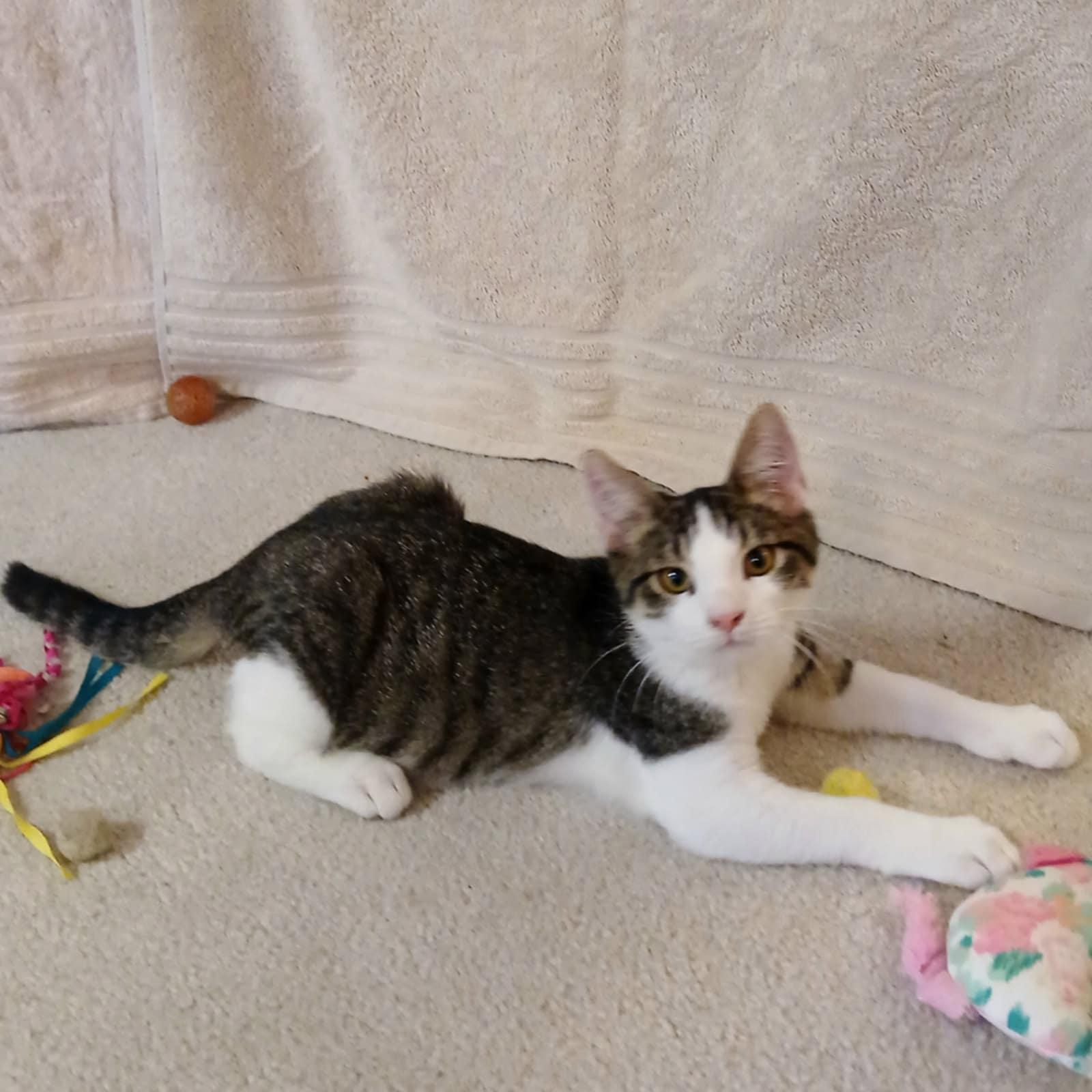 Frankie