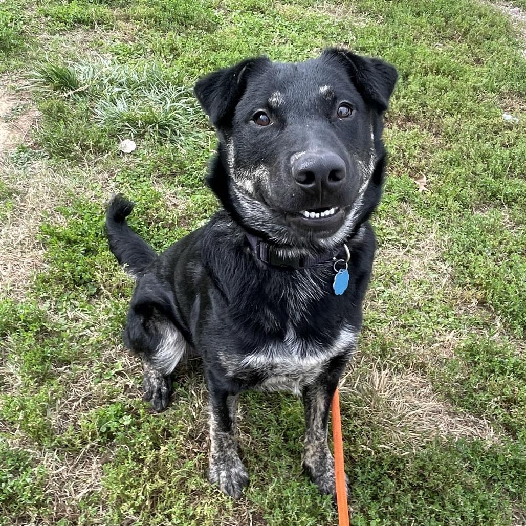 Blueberry, Adoptable, Adult Male Shepherd.