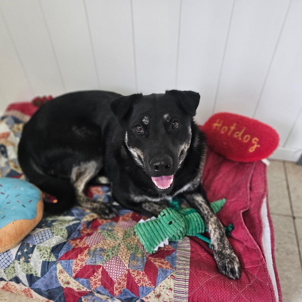 Enlarge Blueberry, a Adoptable mixed breed in Springfield, MO image 2/6