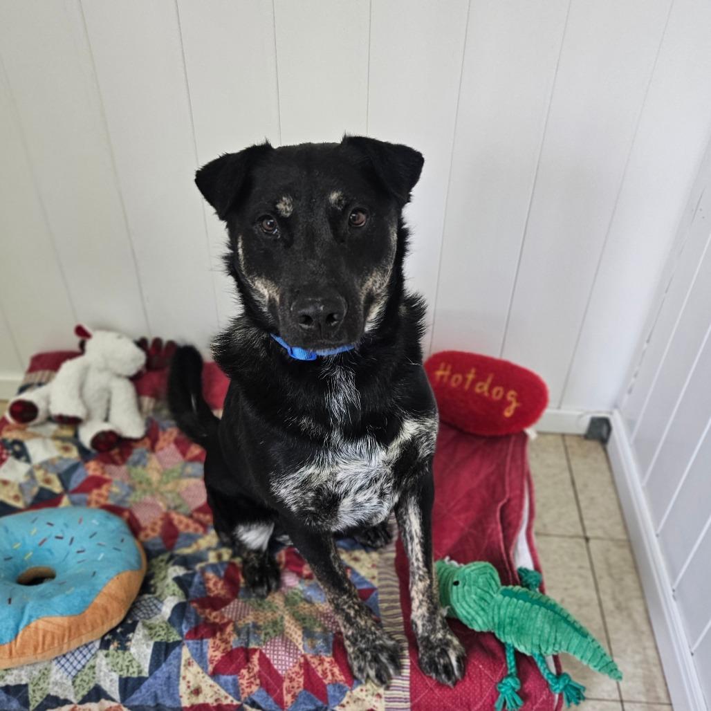 Enlarge Blueberry, a Adoptable mixed breed in Springfield, MO image 3/6