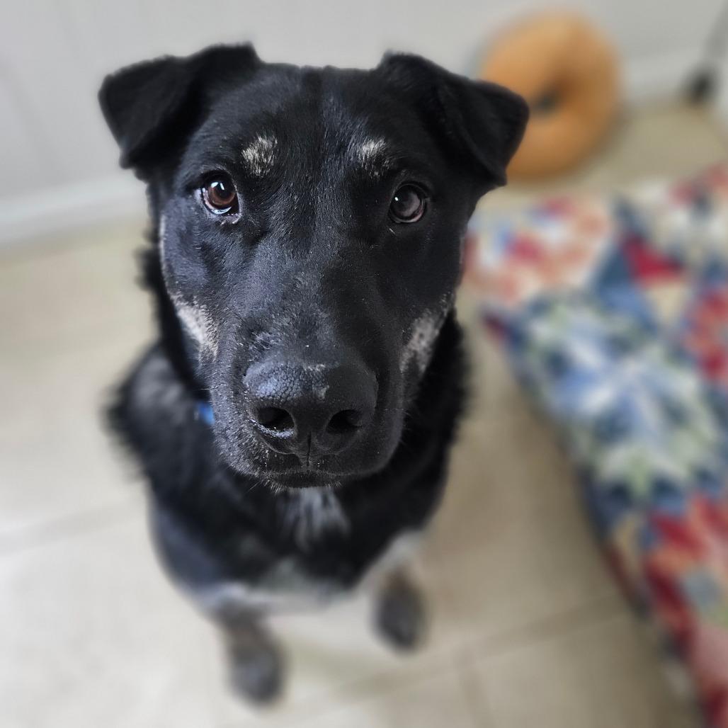 Enlarge Blueberry, a Adoptable mixed breed in Springfield, MO image 4/6