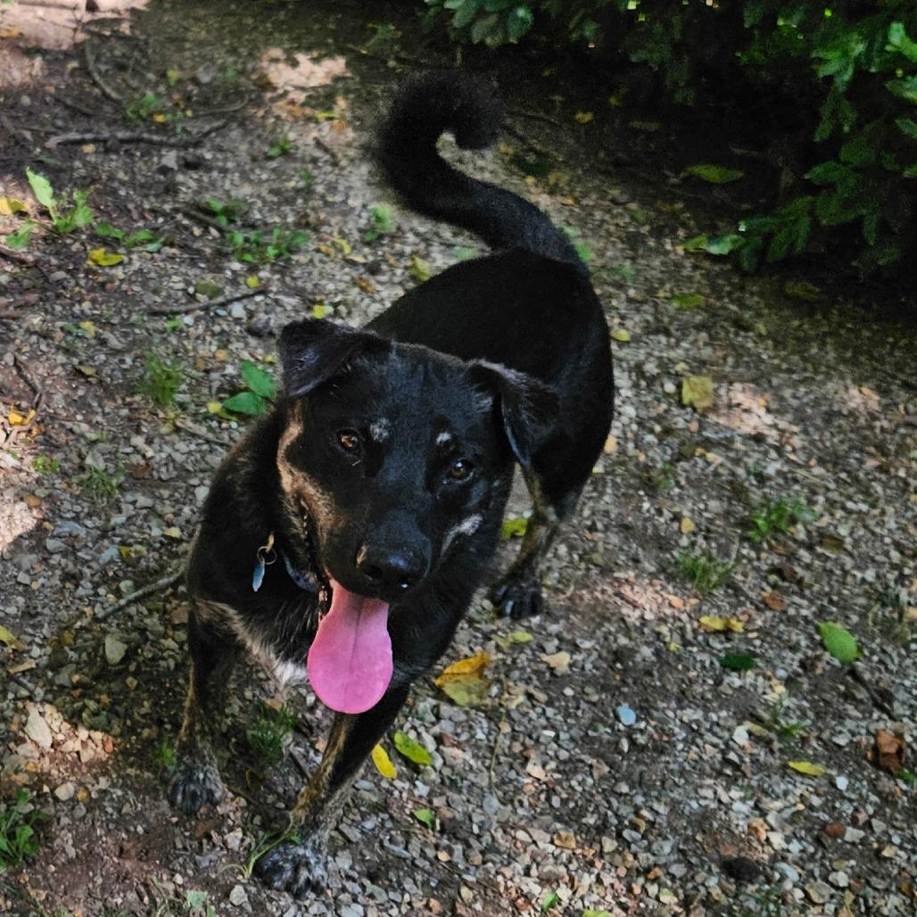Enlarge Blueberry, a Adoptable mixed breed in Springfield, MO image 5/6
