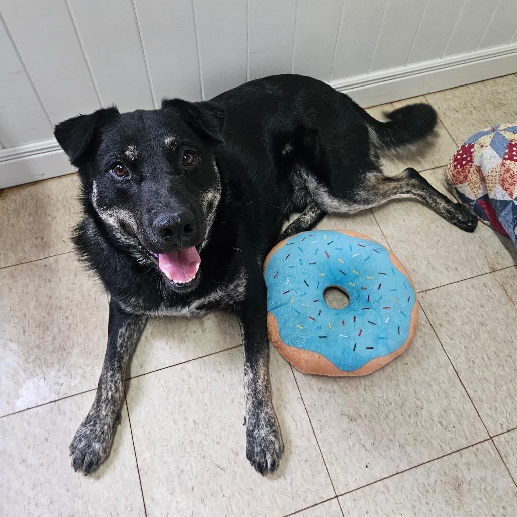 Enlarge Blueberry, a Adoptable mixed breed in Springfield, MO image 5/6