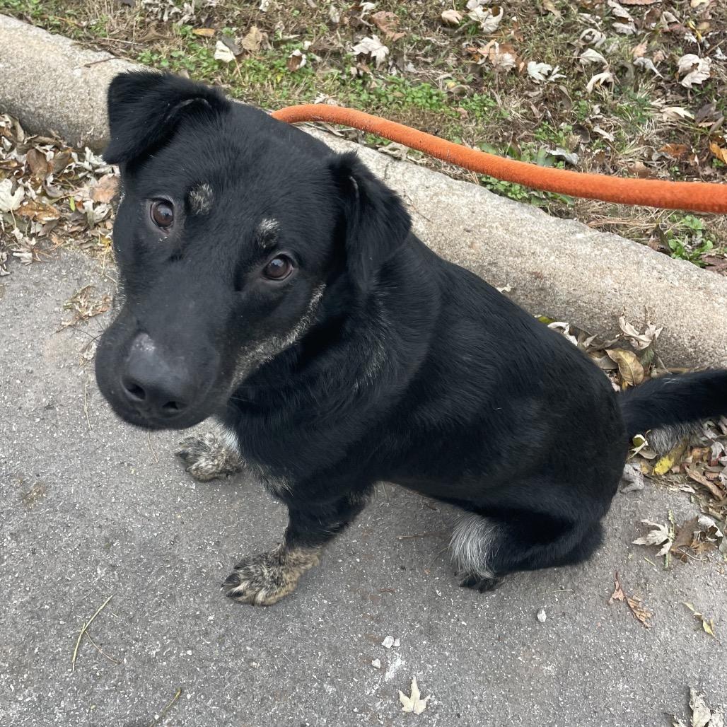 Blueberry, a Adoptable mixed breed in Springfield, MO image 4/6