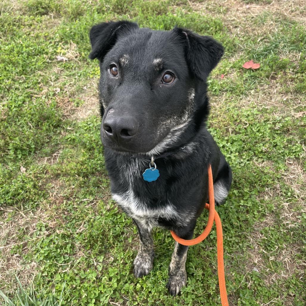 Blueberry, a Adoptable mixed breed in Springfield, MO image 5/6