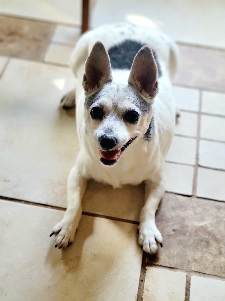 Coco, a Adoptable Terrier in Decatur, IN image 1/5