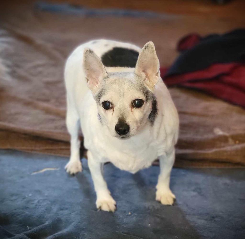 Coco, a Adoptable Terrier in Decatur, IN image 2/5