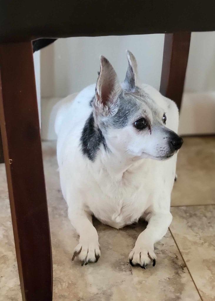 Coco, a Adoptable Terrier in Decatur, IN image 4/5