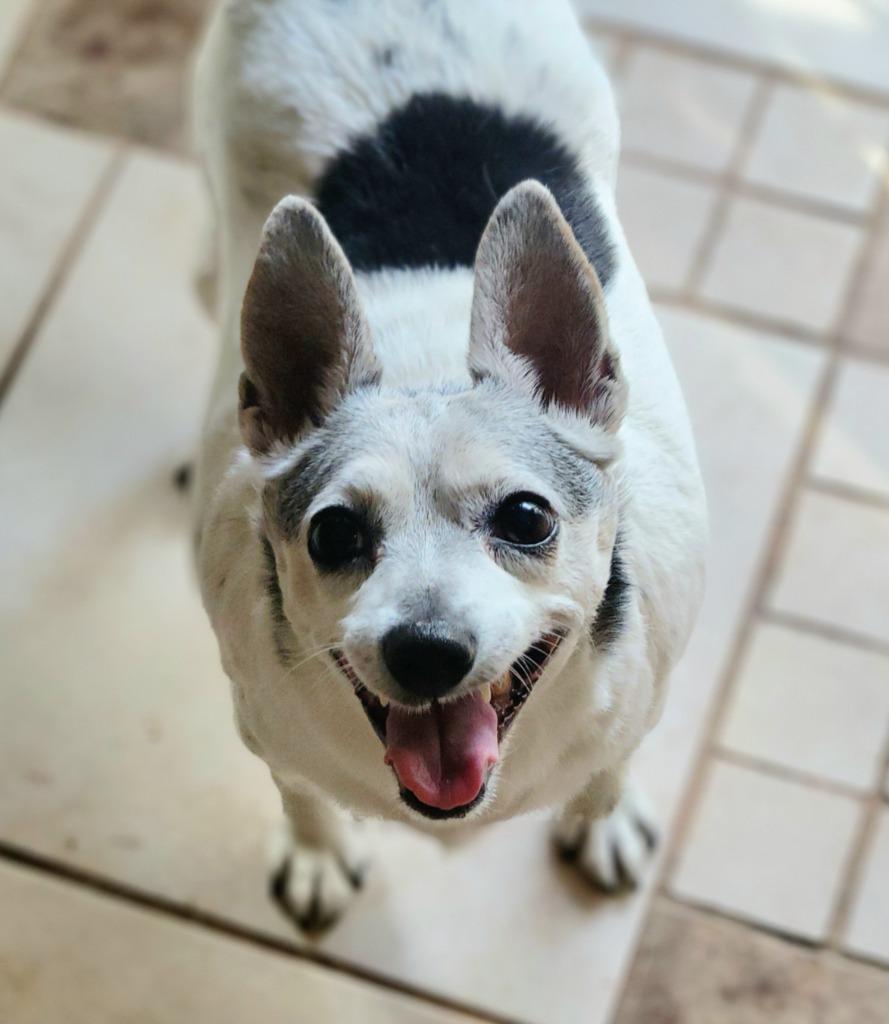 Coco, a Adoptable Terrier in Decatur, IN image 5/5