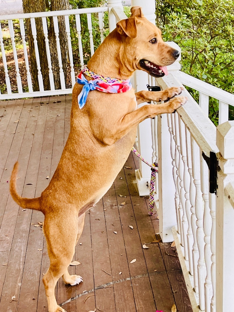PENNY- loves to hike & run!, Adoptable, Young Female Pit Bull Terrier & Labrador Retriever.