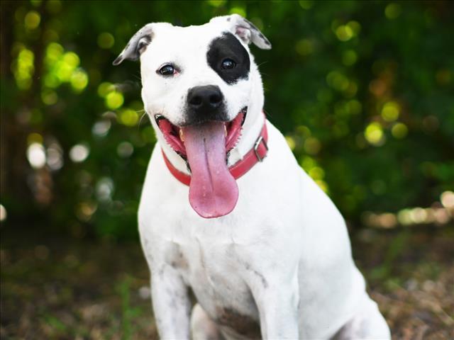 Enlarge CLOVER, a Adoptable American Staffordshire Terrier in Tavares, FL image 1/1