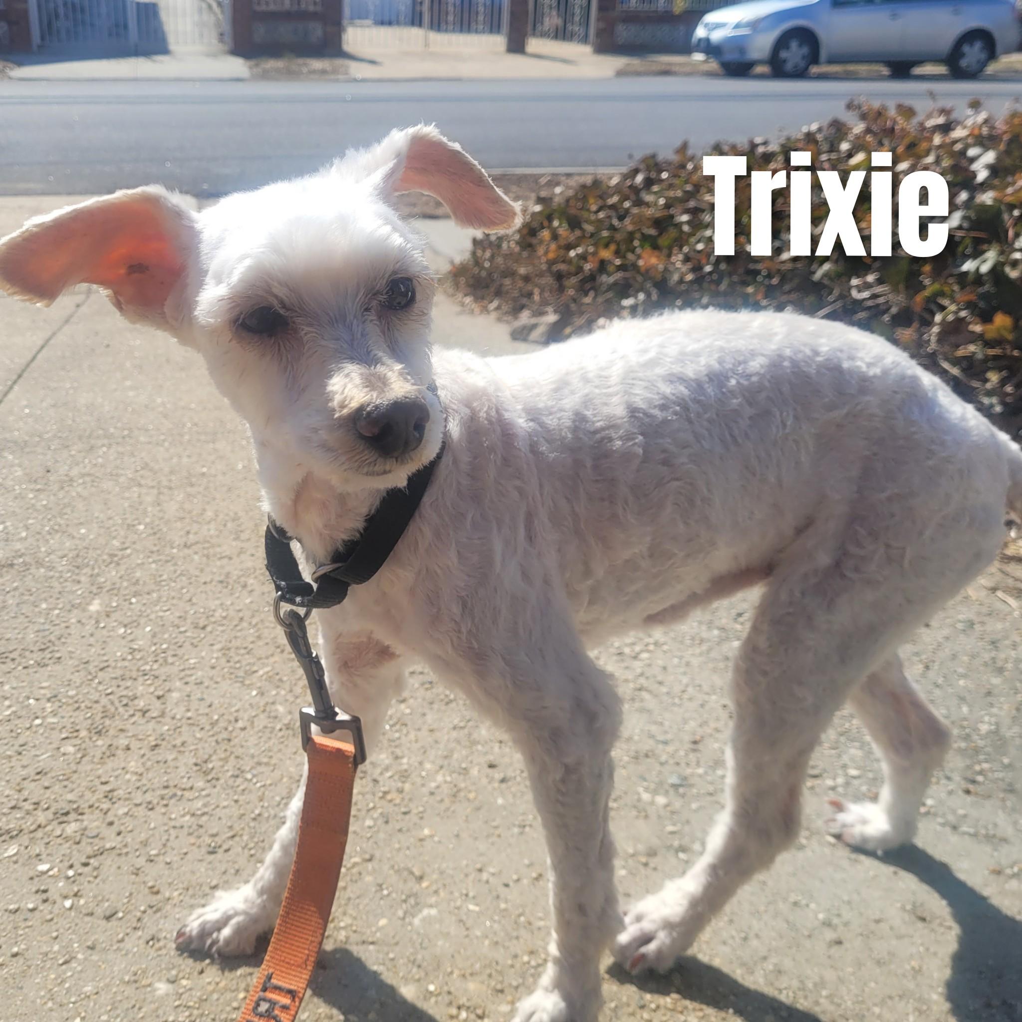 Enlarge Trixie, a Adoptable Poodle in Bayside, NY image 1/5
