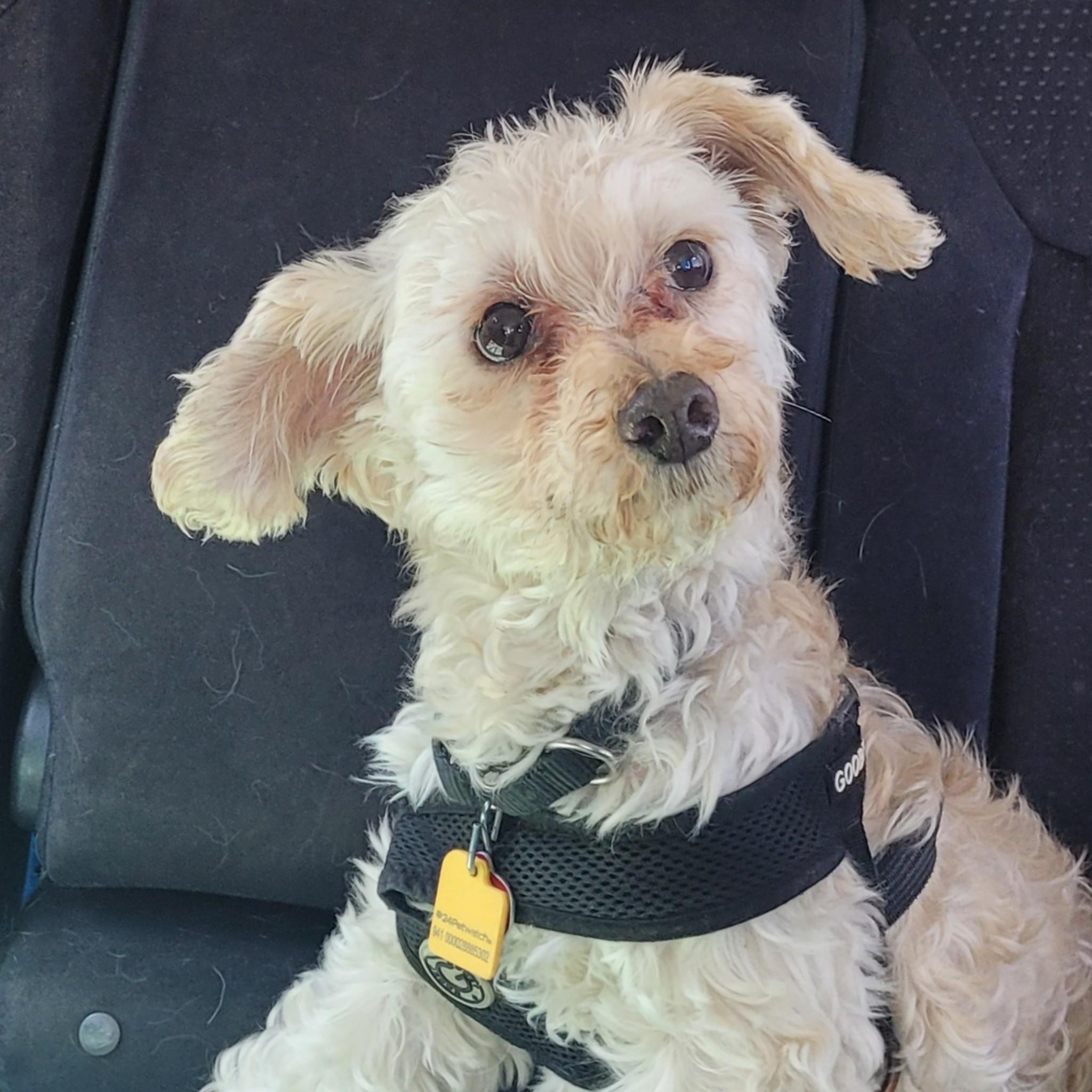 Enlarge Trixie, a Adoptable Poodle in Bayside, NY image 2/5