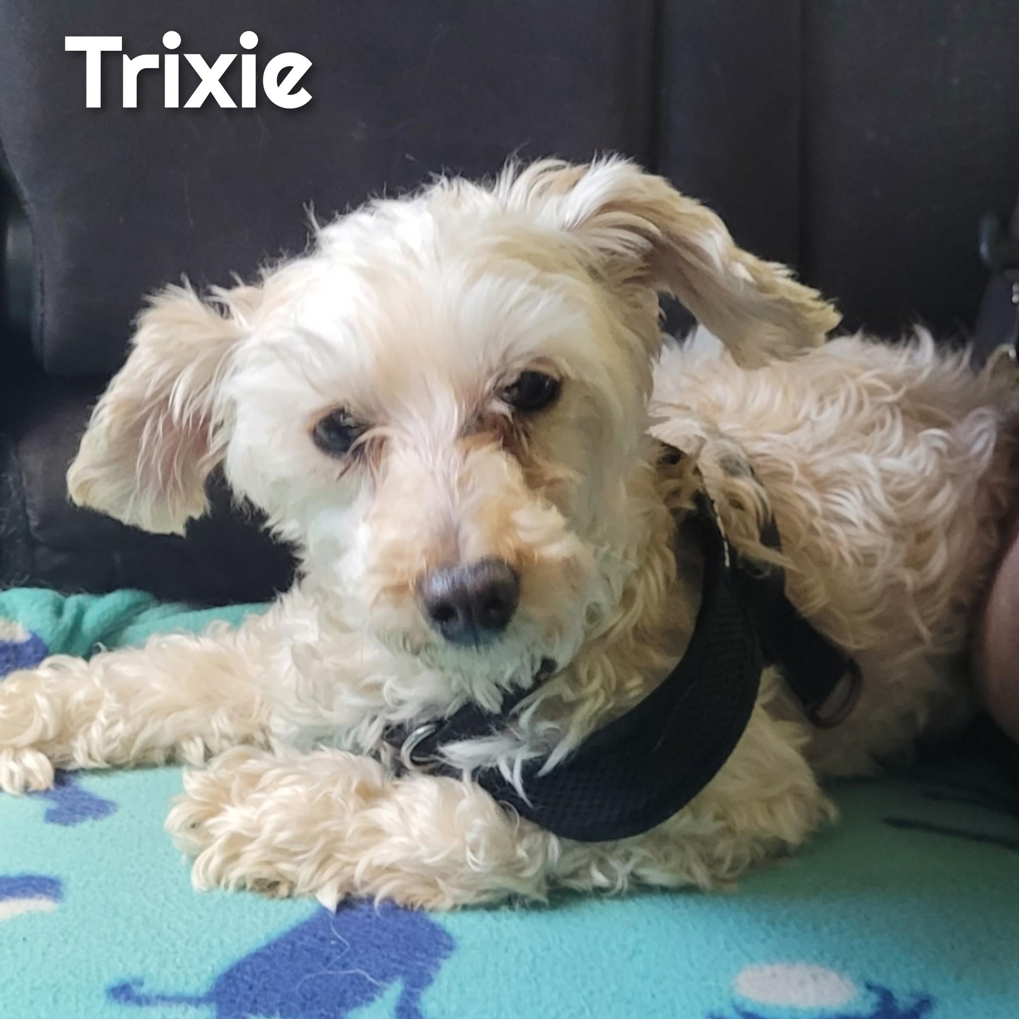 Enlarge Trixie, a Adoptable Poodle in Bayside, NY image 3/5