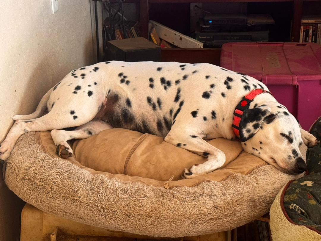 Enlarge Kylie, a ADOPTABLE Dalmatian in San Diego, CA image 1/1