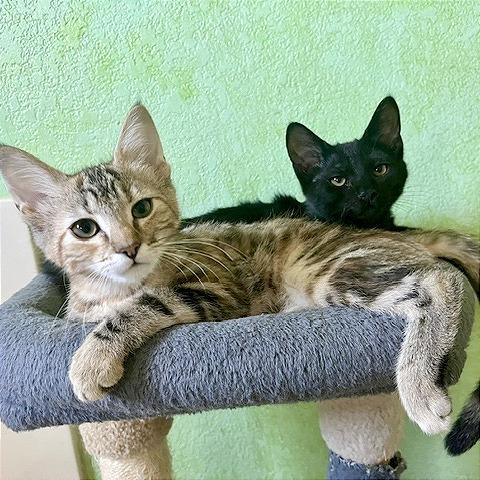 Savannah, Adoptable, Young Female Domestic Short Hair.