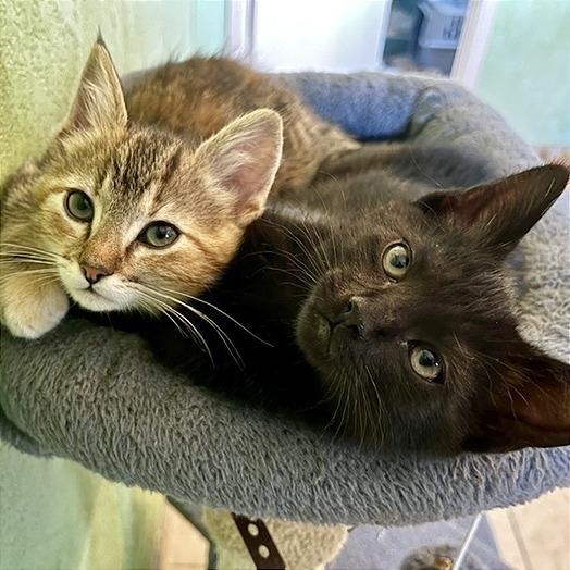 Enlarge Savannah, a Adoptable Domestic Short Hair in Pleasant Hill, CA image 2/6