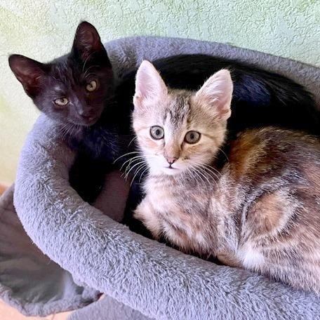Enlarge Savannah, a Adoptable Domestic Short Hair in Pleasant Hill, CA image 3/6