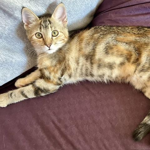Enlarge Savannah, a Adoptable Domestic Short Hair in Pleasant Hill, CA image 4/6