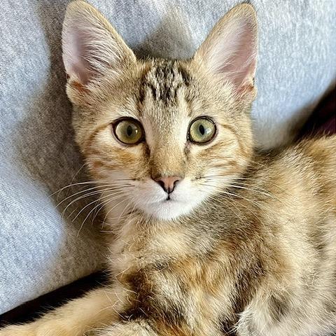 Enlarge Savannah, a Adoptable Domestic Short Hair in Pleasant Hill, CA image 5/6