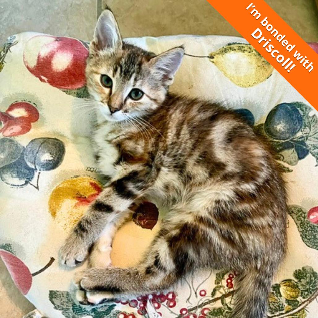 Enlarge Savannah, a Adoptable Domestic Short Hair in Pleasant Hill, CA image 6/6