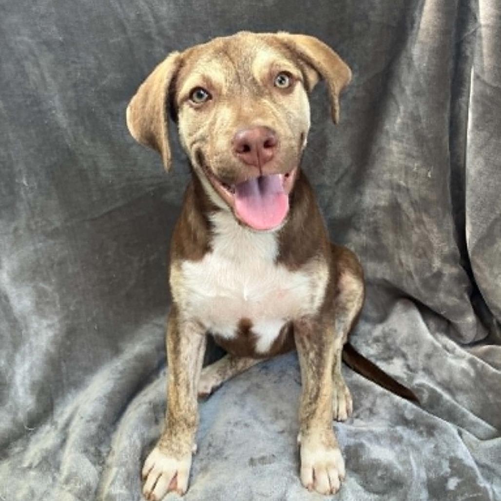 Duchess Floofenstein, a Adoptable Mixed Breed in Pulaski, TN image 1/4