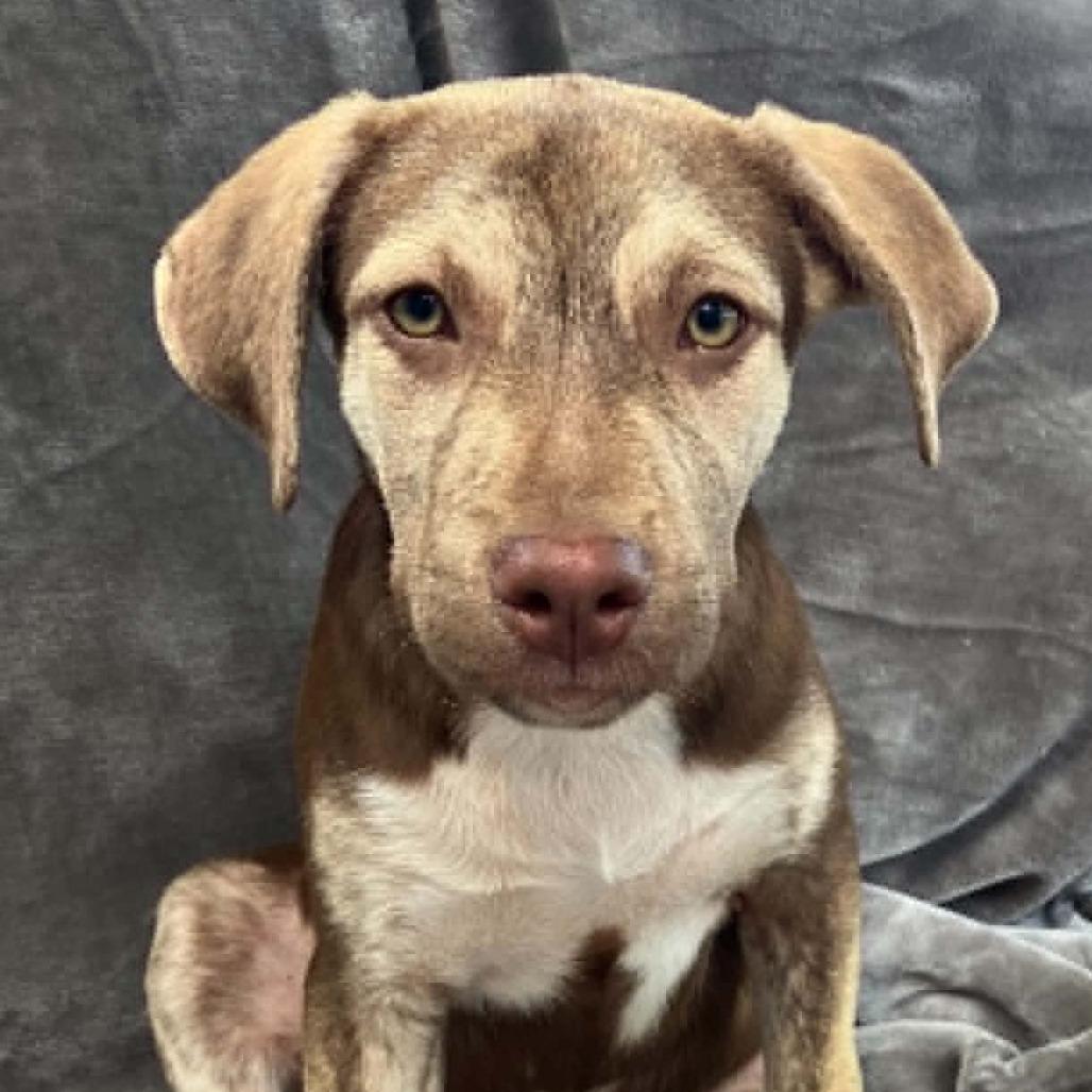 Duchess Floofenstein, a Adoptable Mixed Breed in Pulaski, TN image 2/4