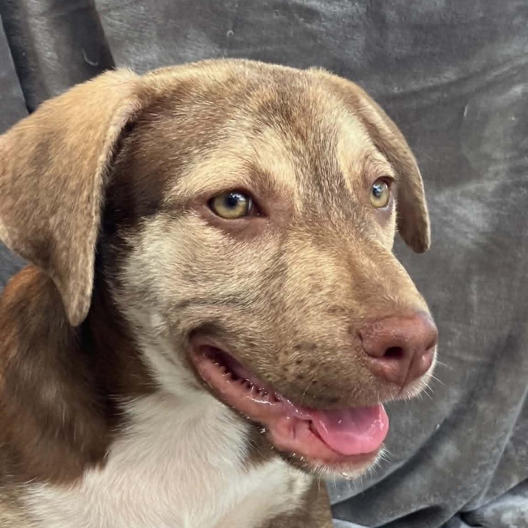 Duchess Floofenstein, a Adoptable Mixed Breed in Pulaski, TN image 3/4