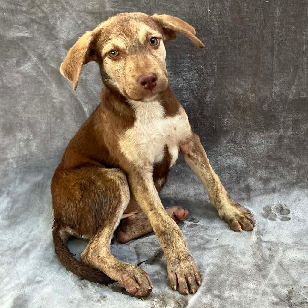 Puppy A1, Adoptable, Puppy Female Mixed Breed.