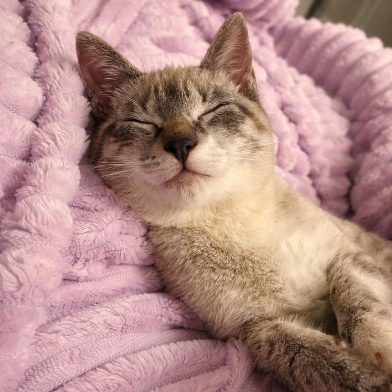 Princess, an adopted mixed breed in Parkland, FL image 5/5