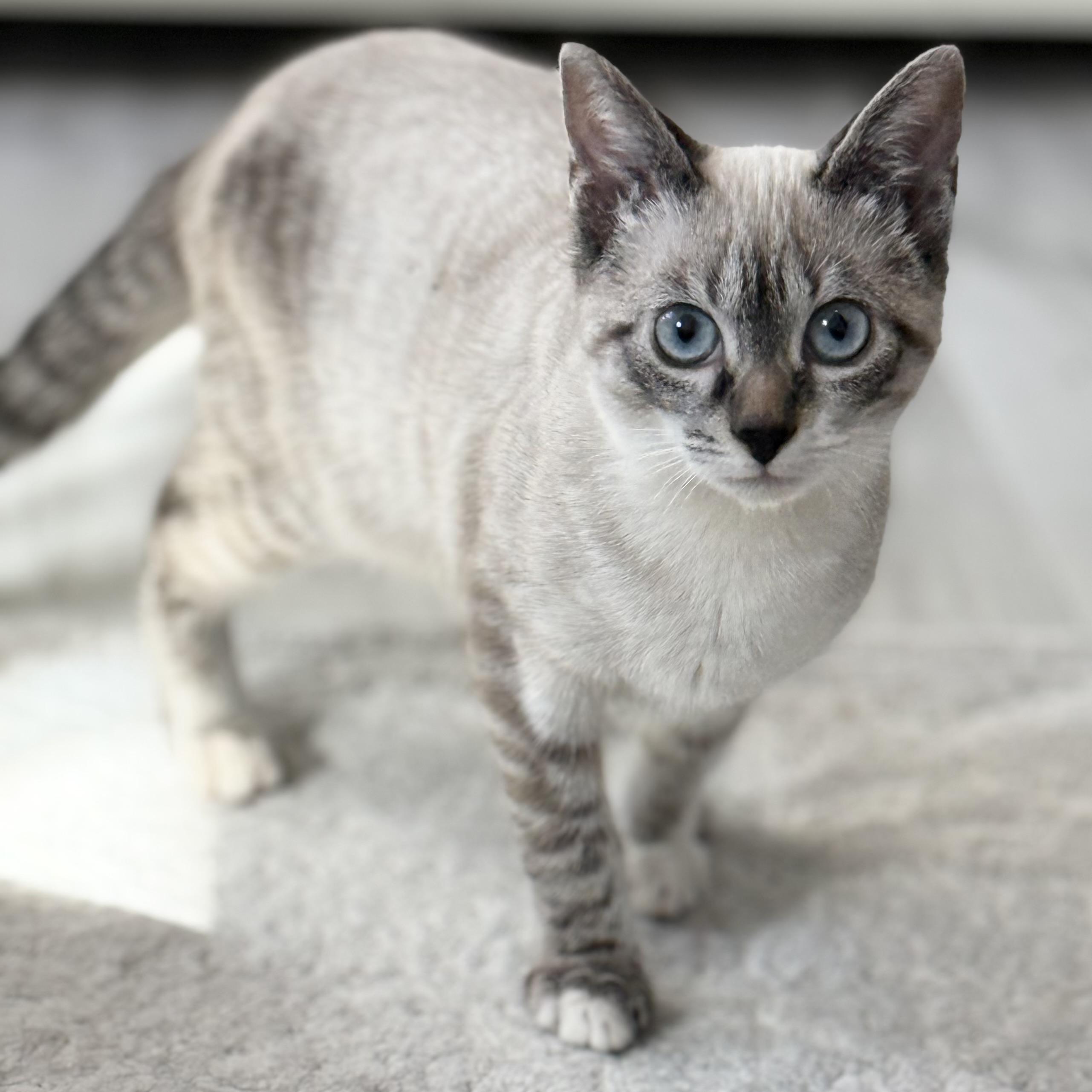 Princess, adopted, Young Female Siamese & Domestic Short Hair.